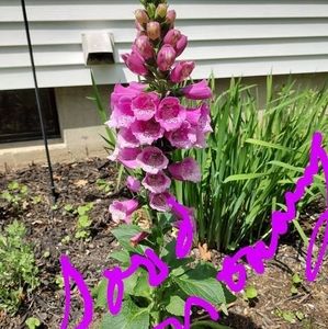 Meet your Posher, Dawn